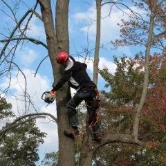 Arboriculteur : études, diplômes, métier, salaire, formation