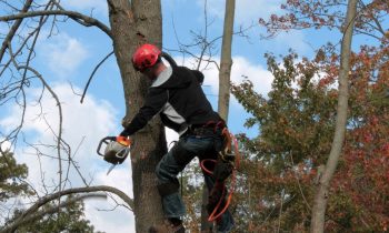 Arboriculteur : études, diplômes, métier, salaire, formation