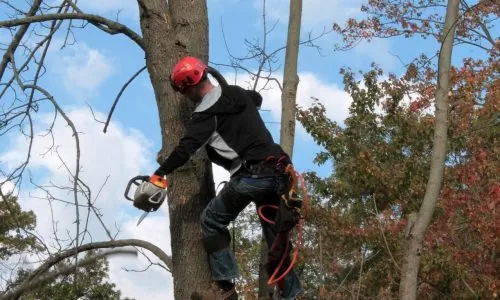 Arboriculteur : études, diplômes, métier, salaire, formation Arboriculteur : études, diplômes, métier, salaire, formation