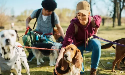 Pet sitter, études, diplômes, statut, salaire, formation