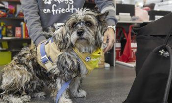 Le statut Dogfriendly en entreprise : un facteur clé du bien-être au travail